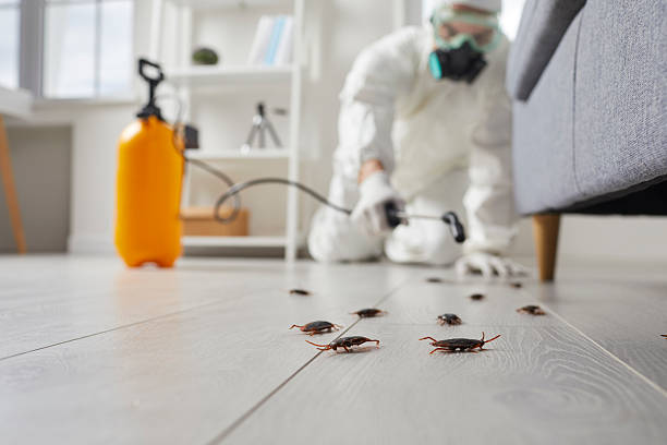 Affordable Termite Control solutions in Wallace, LA